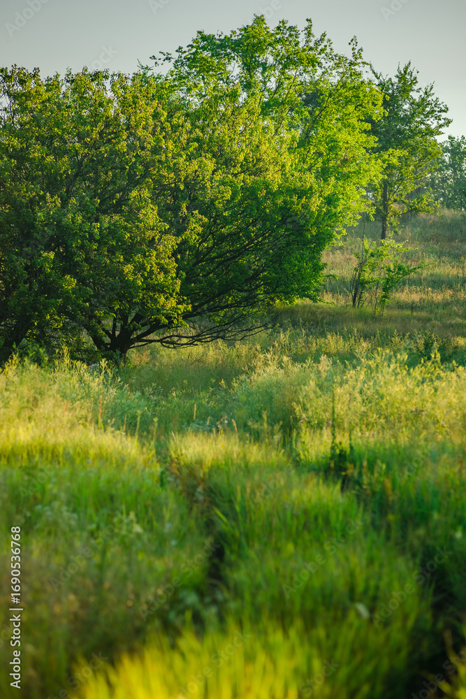 Fototapeta premium A vibrant, natural close-up of a sun-kissed meadow with tall green grass, leading up to a large, prominent green tree in the background under a clear sky.
