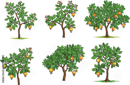 Cashew nut trees with green leaves and ripe yellow fruits, tropical agriculture illustration, nut tree collection, organic farming vector