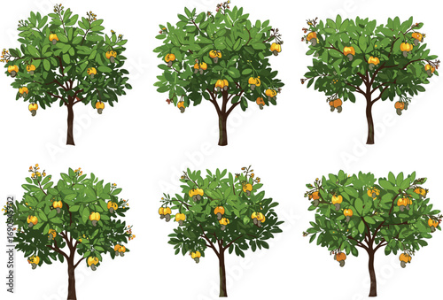 Cashew nut trees with ripe yellow fruits and green foliage, tropical farming botanical illustration, agricultural plant collection for design