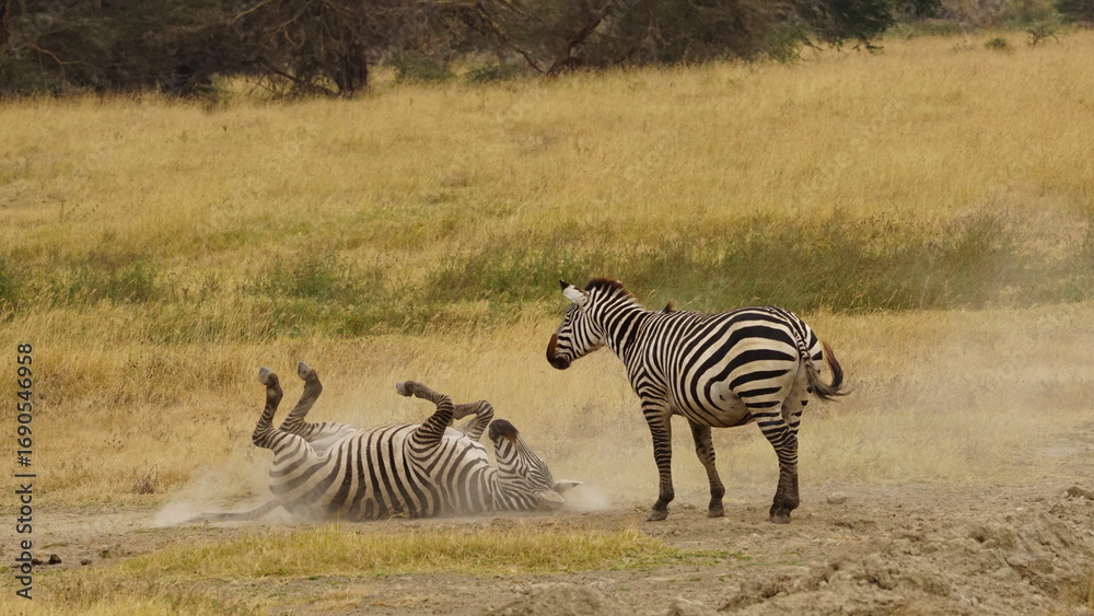 Naklejka premium Zebras rolling in the sand