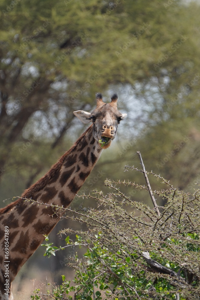 Obraz premium Portrait of an eating giraffe