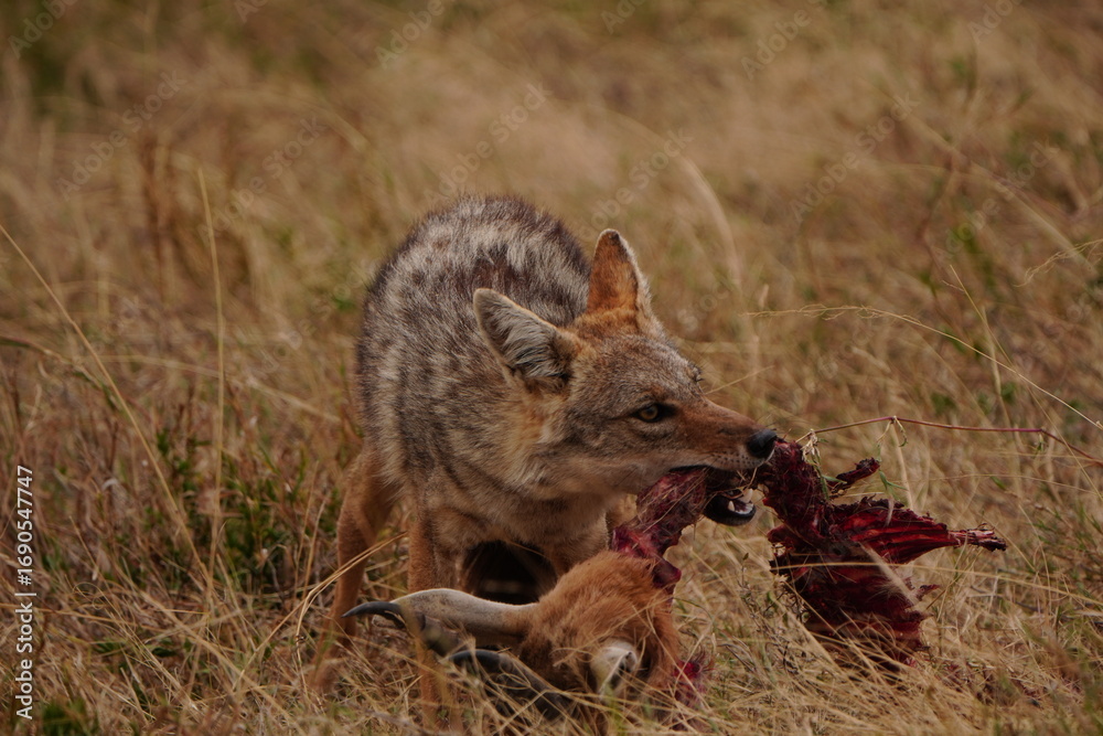 Naklejka premium Jackal eating a gazelle