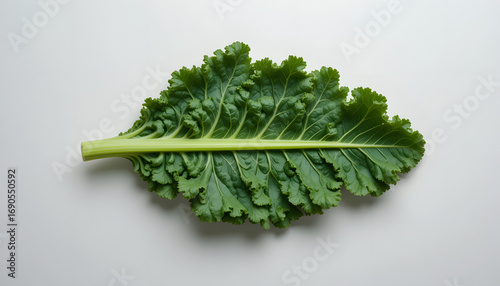 A single, vibrant green kale leaf with frilled edges and a textured surface