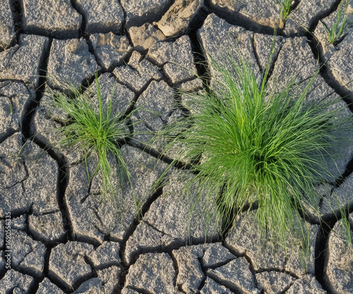 In a stark contrast of life and decay, resilient green grass breaks through the parched, cracked earth, showcasing nature's ability to endure even in the harshest conditions. 