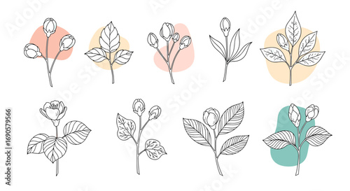Set of delicate botanical line art illustrations featuring flower buds and leaves with soft pastel color blobs background elements