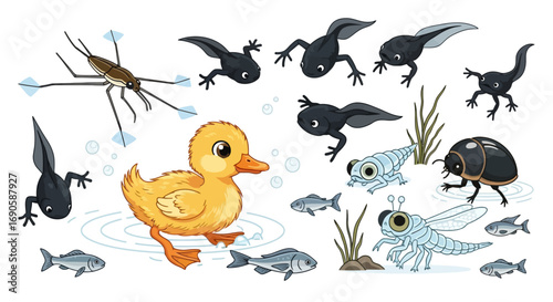 Cute Duckling and Diverse Pond Animals Life Cycle Illustration.