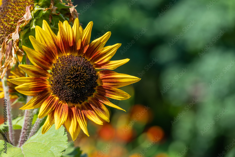 Naklejka premium Helianthus annuus 'Ring of Fire' a summer flower plant with yellow and red petals and a brown centre with copy space, gardening stock photo image