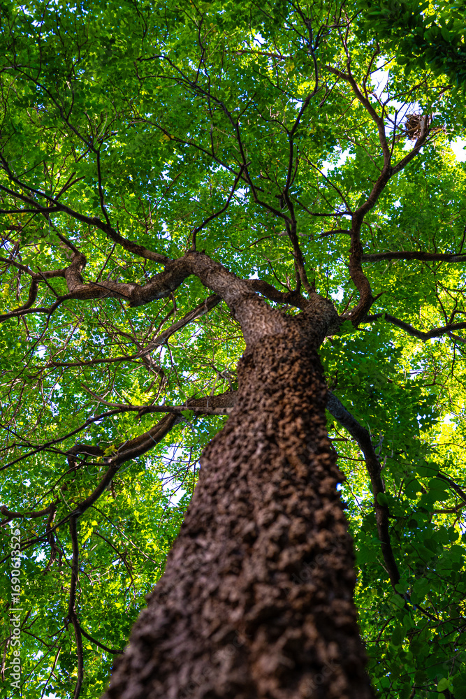 Naklejka premium Tropical green leaf big tree branch up to sky ant view