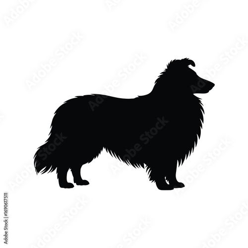 Silhouette of a majestic collie dog standing alert