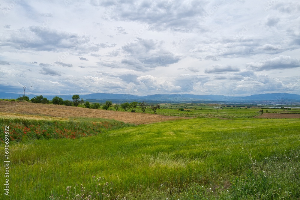 Obraz premium 자연 목초 경작 녹색 들판 하늘 구름 아웃도어