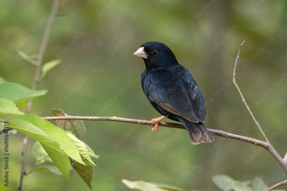 Obraz premium Village indigobird perched on a branch