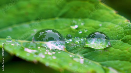 Dew Drops Forming on Leaf Veins
