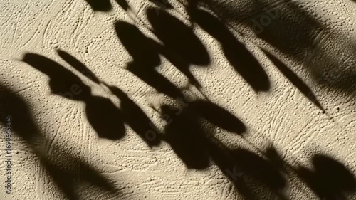 Leaf Shadows Playing on Sunlit Wall