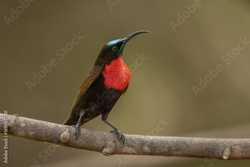Scarlet-chested sunbird perched on a branch