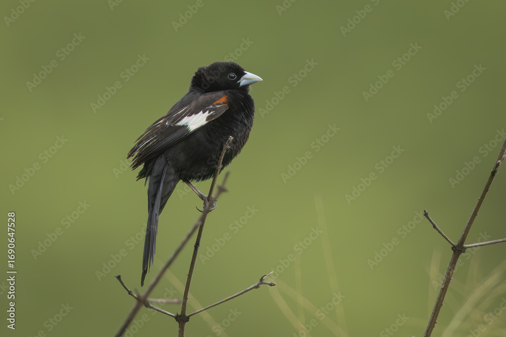 Obraz premium Fan-tailed widowbird perched on a branch