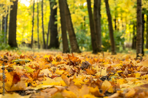 Golden leaves cover the forest floor. Autumn background