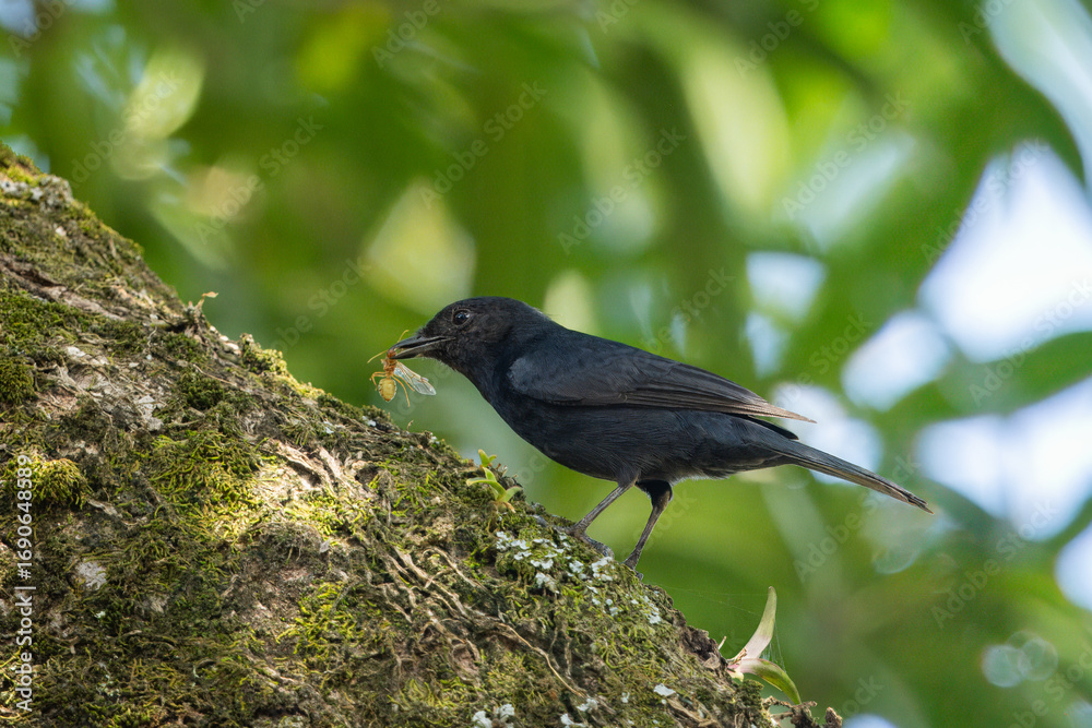 Fototapeta premium Southern black flycatcher with prey