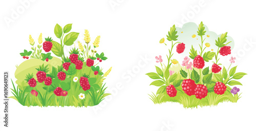 Raspberry thicket in wild meadow tangled bushes vector art set design illustration