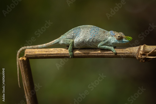 Usambara soft-horned chameleon perched on a branch