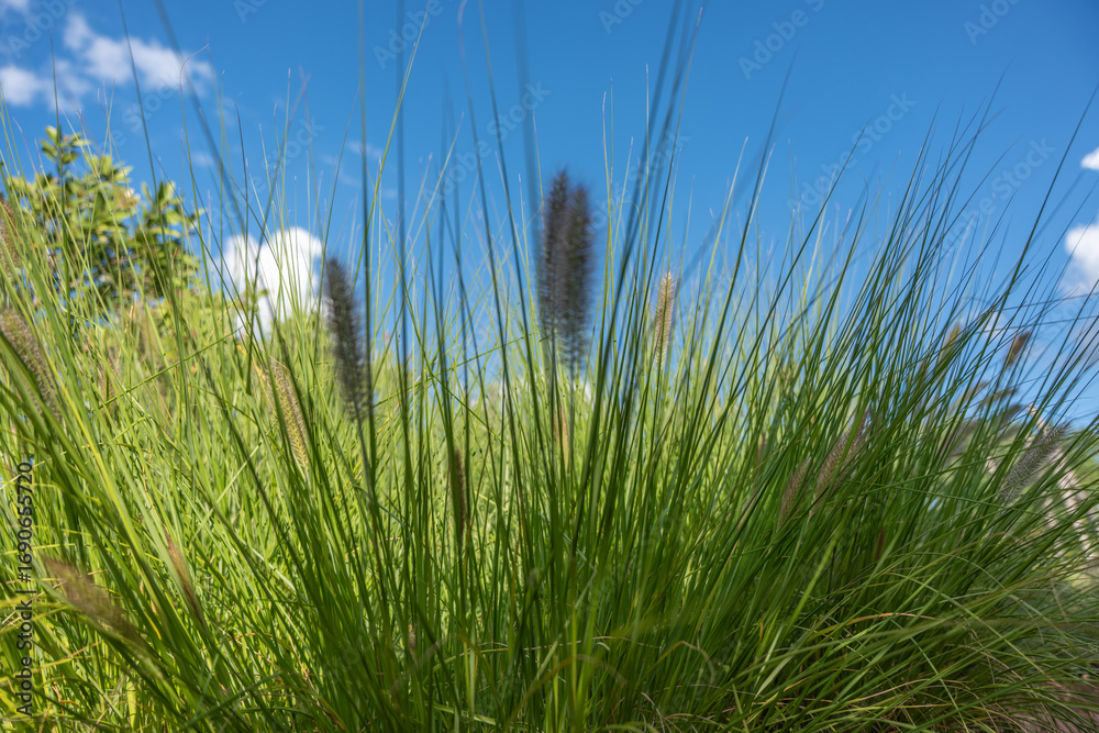 Ornamental grasses Pennisetum alopecuroides sway gently under a bright blue sky. Their tall stems and fluffy spikes create a natural summer scene. Ornamental grasses Pennisetum alopecuroides sway gently under a bright blue sky. Their tall stems and fluffy spikes create a natural summer scene.