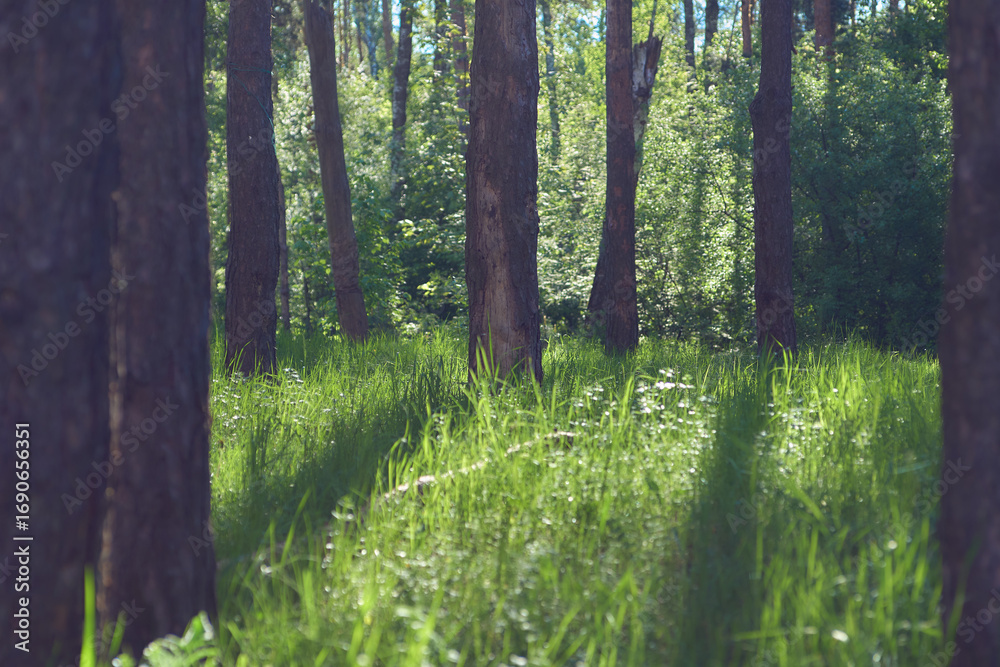 Obraz premium shadows of trees on the green grass in the forest