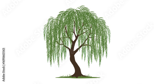 a graceful weeping willow tree with lush green leaves