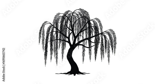 a solitary willow tree with drooping branches and intricate roots