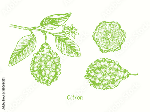 Citron on twig with leaves and flowers, whole fruit and cut slice . Ink doodle drawing in woodcut style