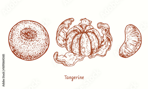 Tangerine peeled fruit, whole and part.  Ink  doodle drawing in woodcut style