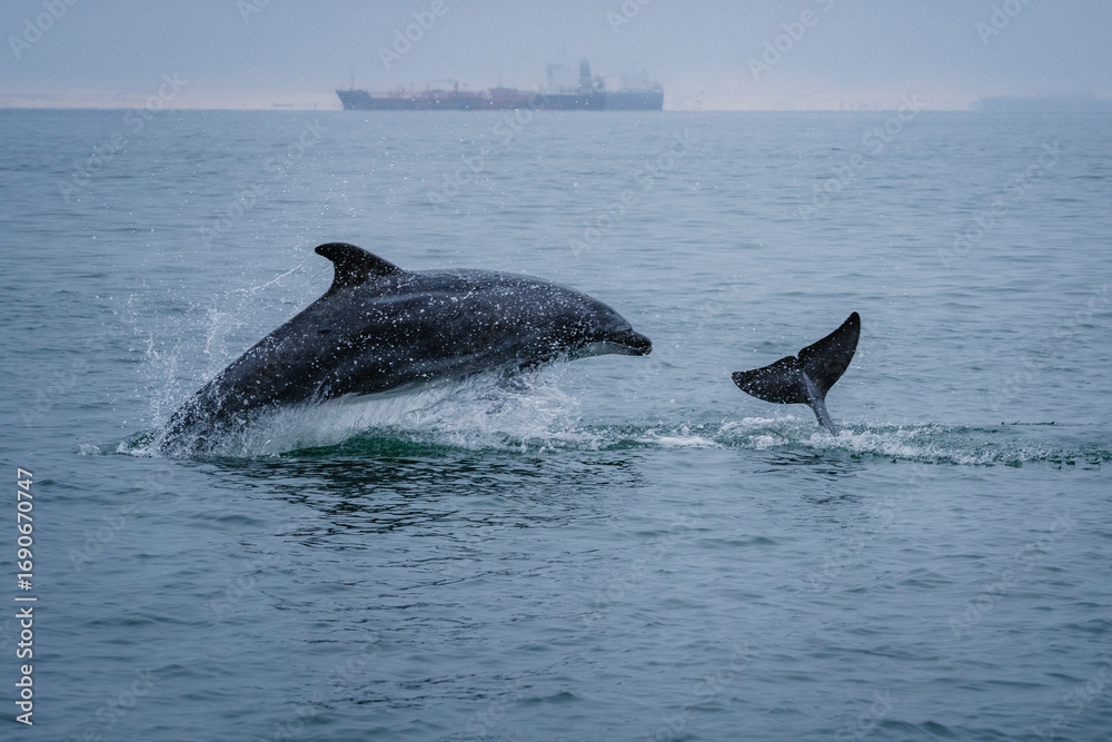 Fototapeta premium Dolphins playing and jumping out of the water