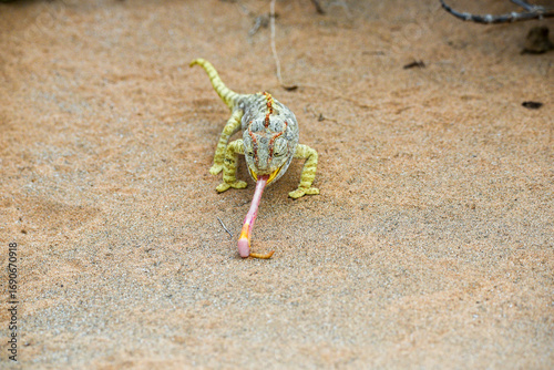 Namaqua chameleon pulling out his tongue