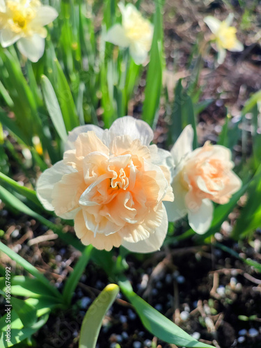 Beautiful blooming flower of narcissus variety Flower Surprise. Flower daffodils with white and pink petals with green stem and leaves growing in black soil on sunny spring morning. Selection breeding
