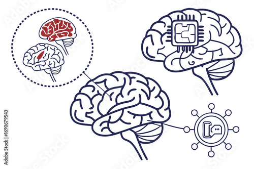 human brain