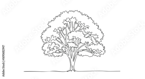 A detailed black and white line drawing of a large, mature deciduous tree with a full canopy of leaves and a thick trunk.