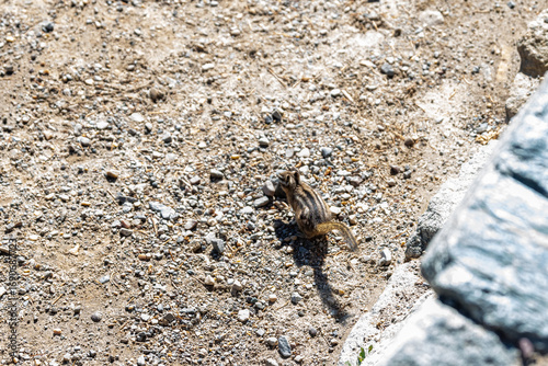 Photos Striped chipmunk (Tamias) on a rocky trail in Grand Teton National Park, Wyoming