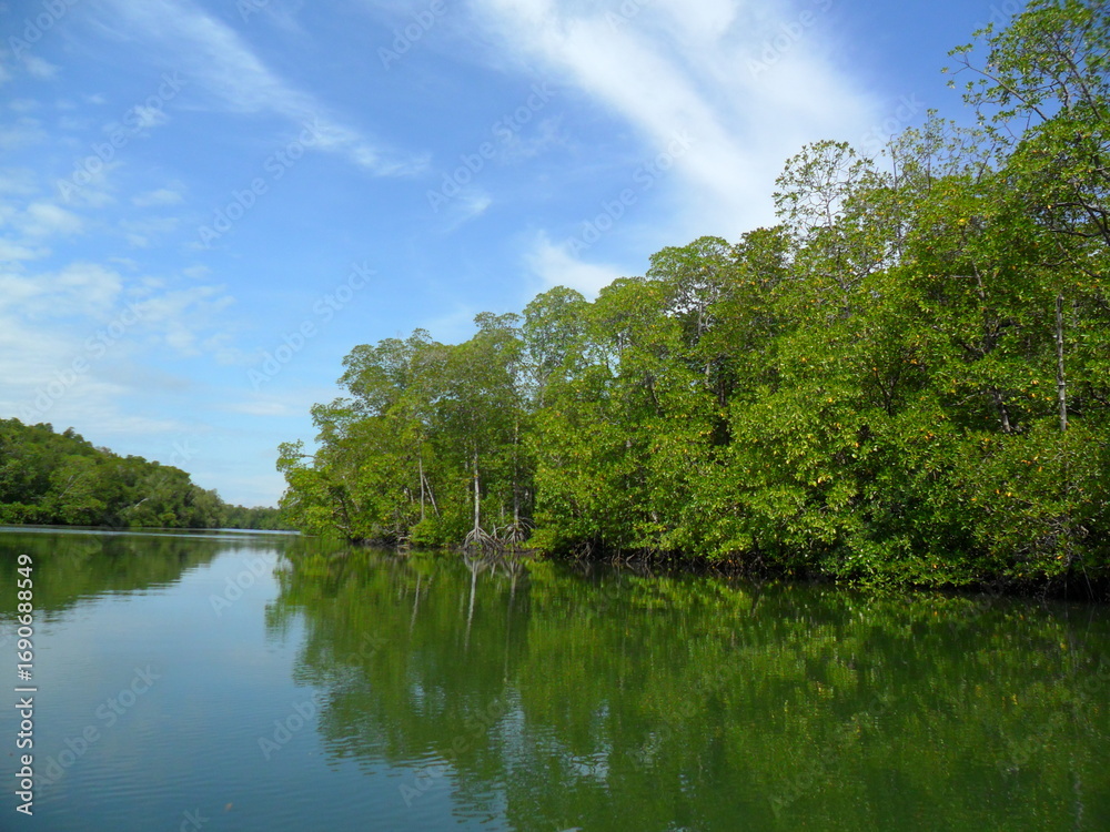 Fototapeta premium Mangrove ecosystem with expanse of Rhizophora sp vegetation in a calm river and a vast expanse of blue sky.