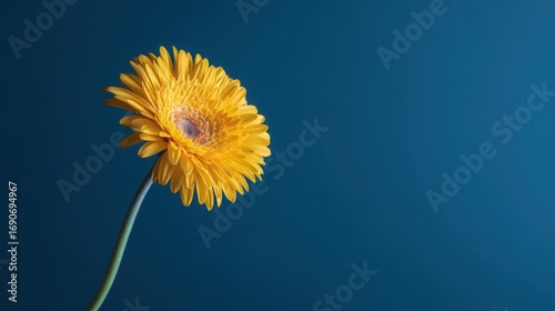 Single yellow gerbera flower in sharp focus against a vibrant blue background, minimalist floral elegance.