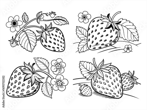 coloring page line art the strawberry black vector bundle