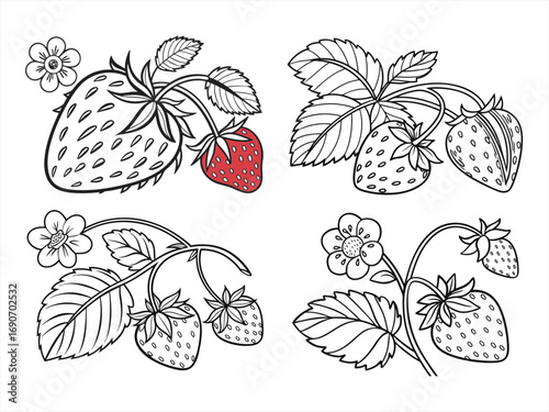 coloring page line art the strawberry black vector bundle