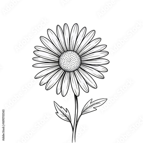 Elegant black and white hand drawn daisy flower with detailed outlines and floral illustration