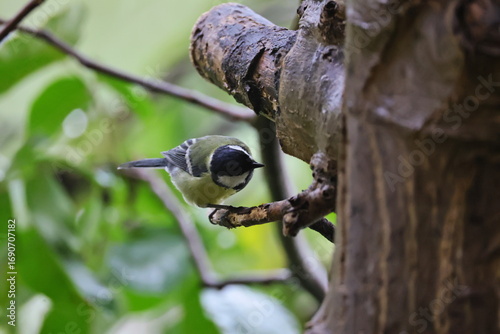 Photography Small bird perched on tree branch