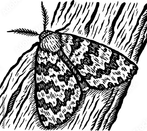 Detailed black and white illustration of a moth perched on a textured tree trunk, showcasing intricate wing patterns and natural textures. Great for educational or artistic projects.