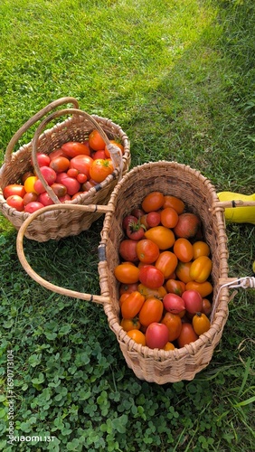 red and yellow tomatoes in baskets 
