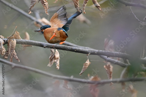 Eisvogel (Kingfisher)