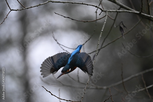 Eisvogel (Kingfisher)