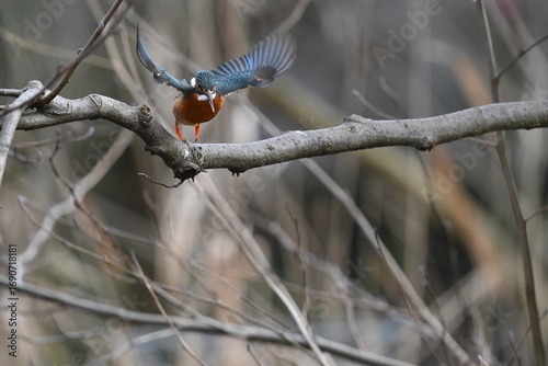Eisvogel (Kingfisher)