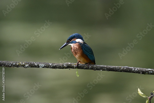 Eisvogel (Kingfisher)