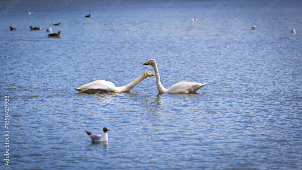 Fototapeta premium Two white swans playing with each other in the lake.