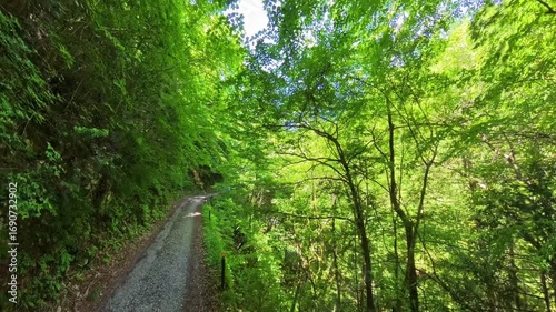 新緑が爽やかな初夏の林道ハイキング