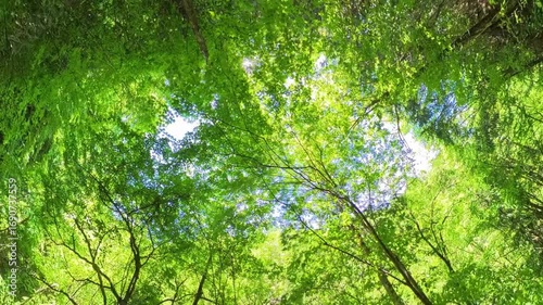 新緑が爽やかな初夏の林道ハイキング